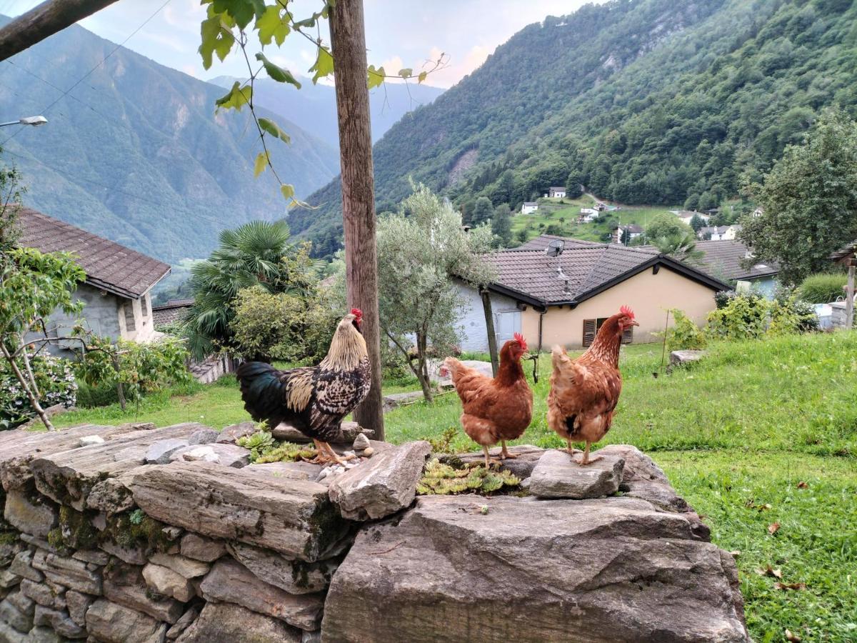 Da Erminia Bed & Breakfast Verdabbio ภายนอก รูปภาพ